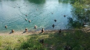 Colonial Crest Pond