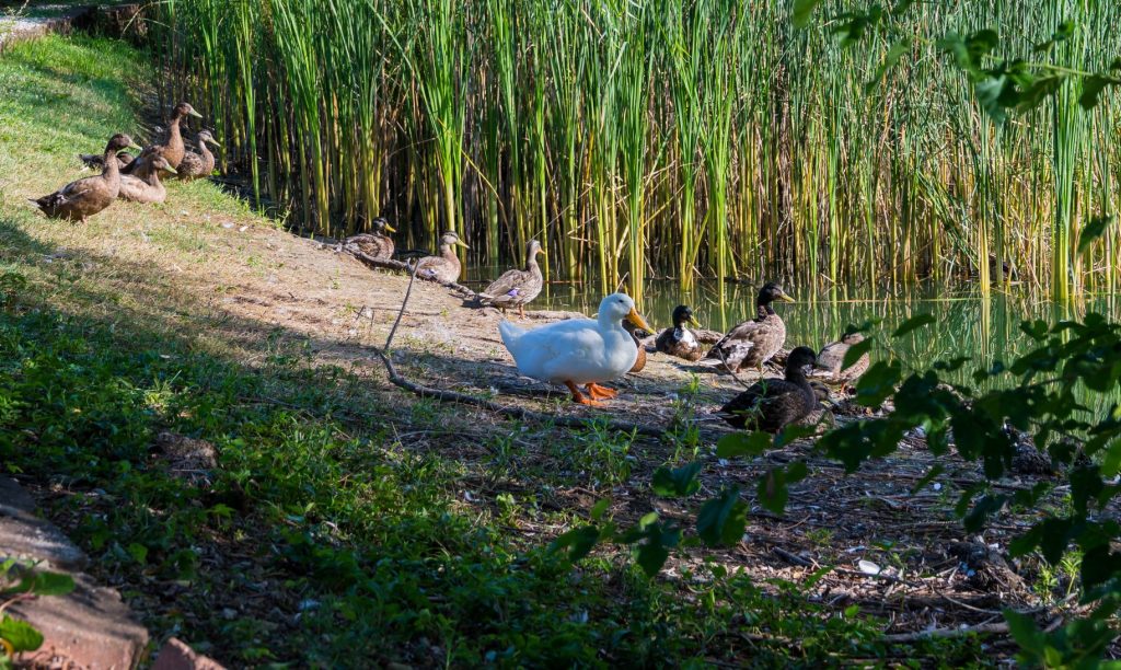 Colonial Crest Apartments